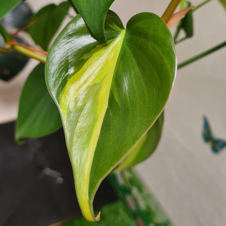 Is Philodendron Poisonous To Dogs? (And Other Qs) - Teak And Terracotta